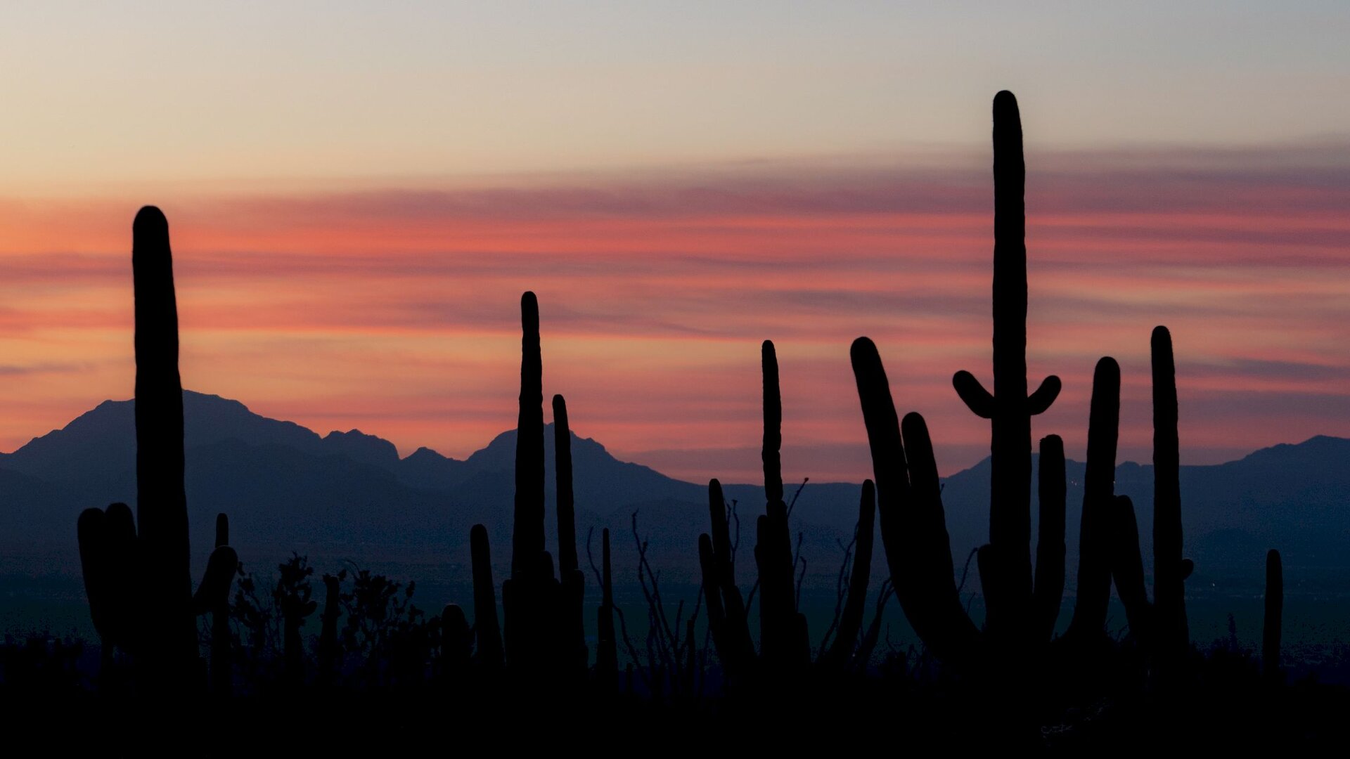 Scottsdale Arizona Cacti